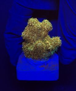 Millepora Gold Nugget M (NOVIDADE)