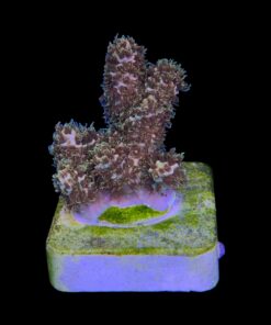 Alternative view of Millepora Gold Nugget M (NOVIDADE)