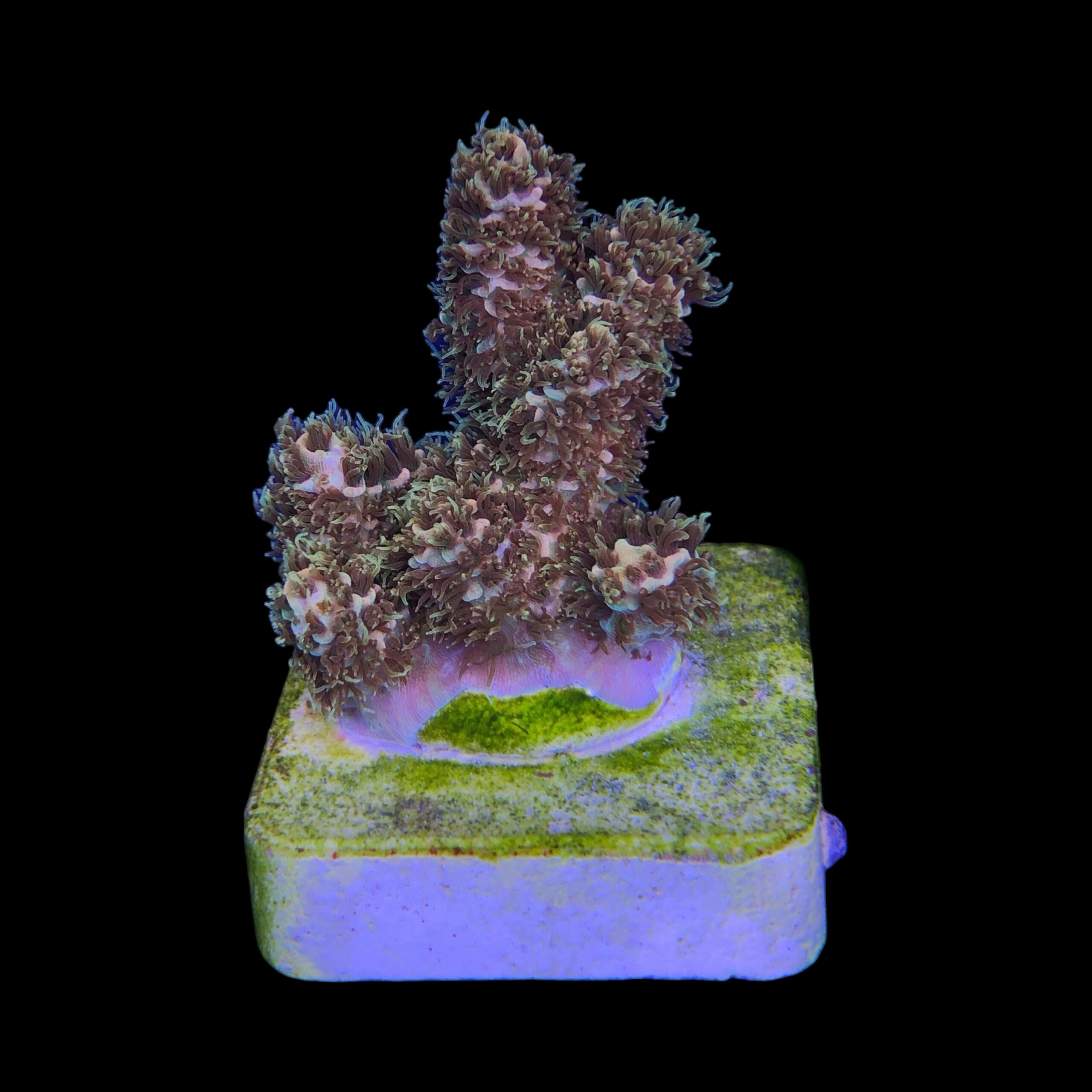 Millepora Gold Nugget M (NOVIDADE) - Imagem 2
