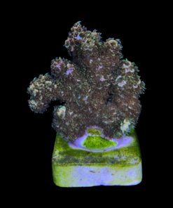 Alternative view of Millepora Gold Nugget M (NOVIDADE)