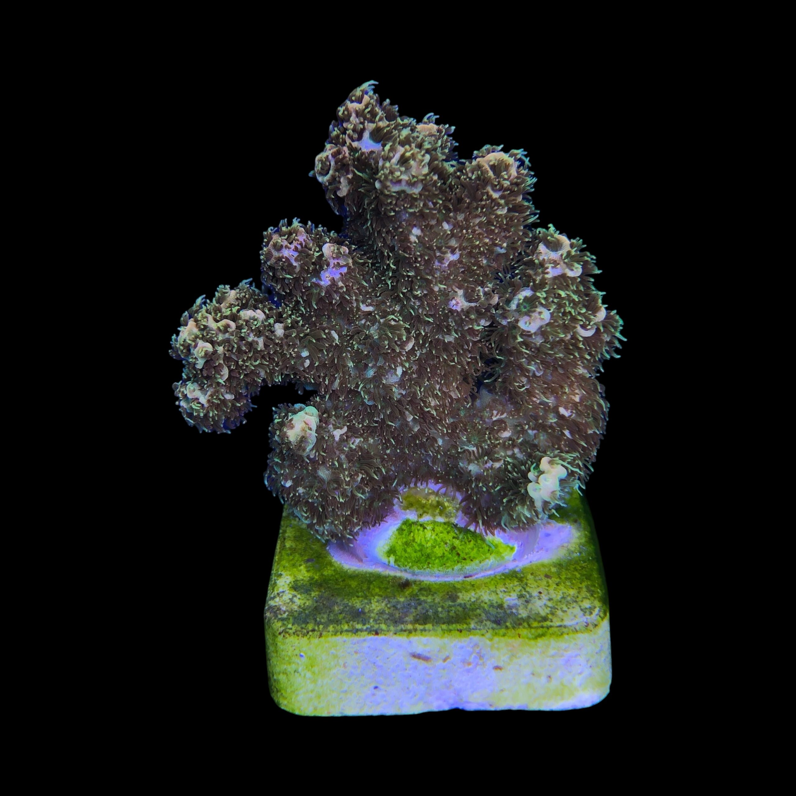 Millepora Gold Nugget M (NOVIDADE) - Imagem 2