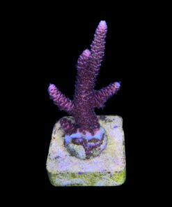 Alternative view of Millepora Rainbow M