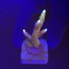 Millepora Rainbow M