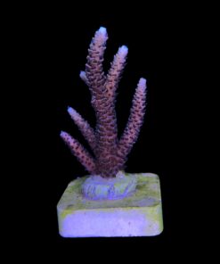 Alternative view of Millepora Rainbow M