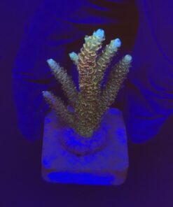Millepora Rainbow M