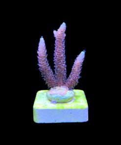 Alternative view of Millepora Rainbow M