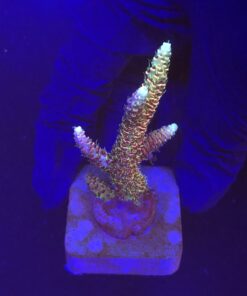 Millepora Rainbow M