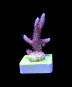 Alternative view of Millepora Rainbow M