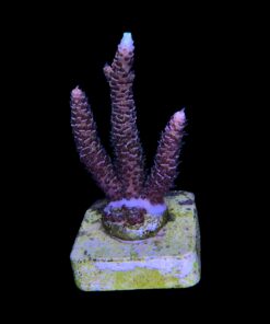 Alternative view of Millepora Rainbow M