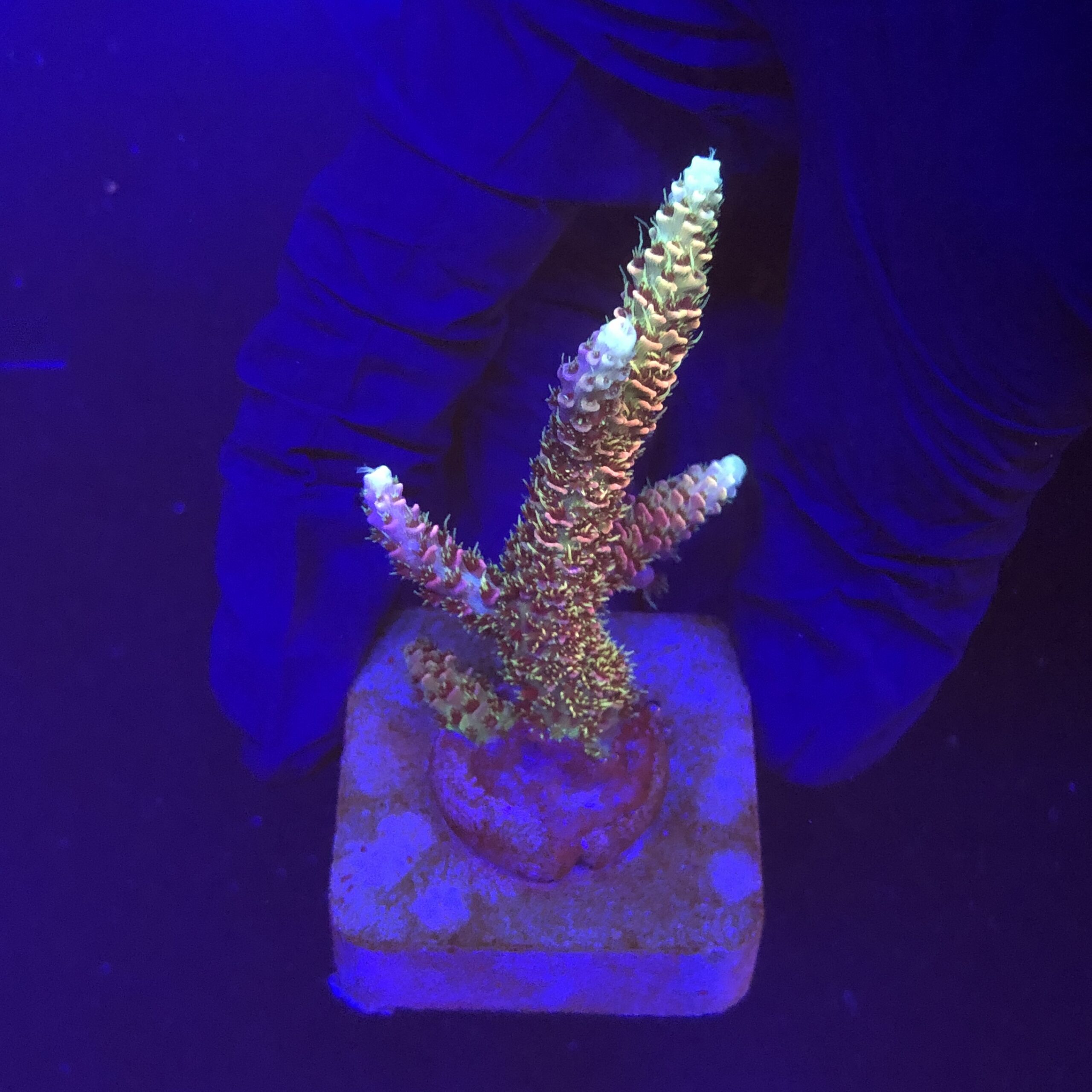 Millepora Rainbow M