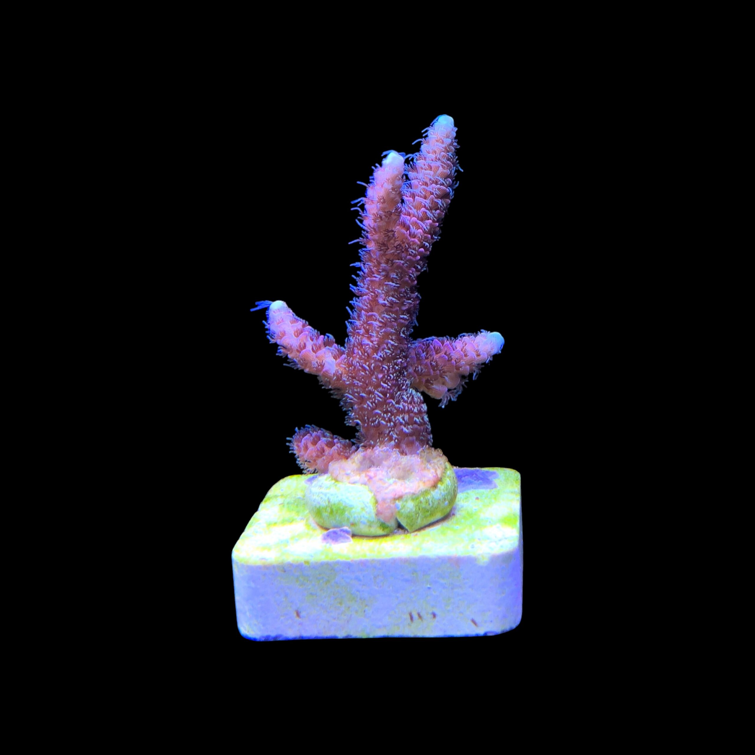 Millepora Rainbow M - Imagem 2