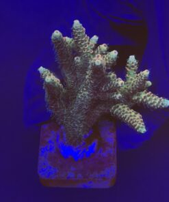 Millepora Tricolor G