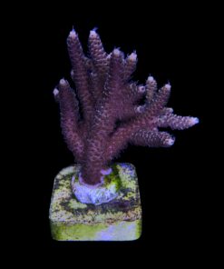 Millepora Tricolor G - Imagem 2