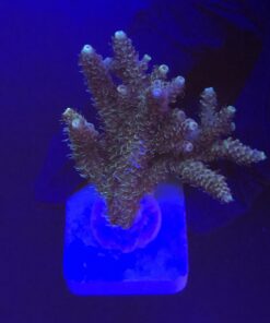 Millepora Tricolor G
