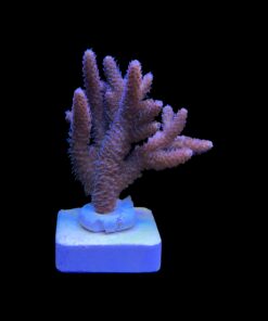 Alternative view of Millepora Tricolor G