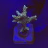 Millepora Tricolor M