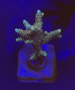 Millepora Tricolor M