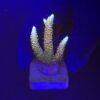 Millepora Rainbow M