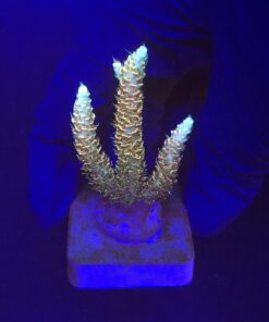 Millepora Rainbow M