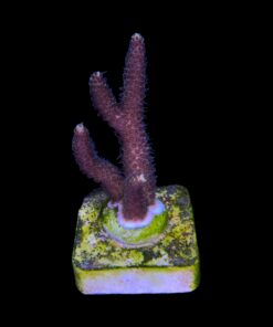 Alternative view of Millepora Tricolor M