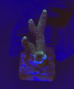 Millepora Tricolor M
