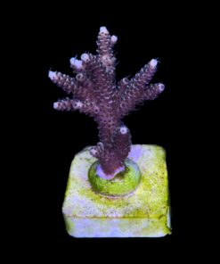 Alternative view of Millepora Tricolor M