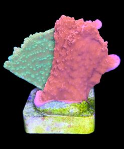 Alternative view of Montipora Capricornio Grafted M