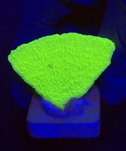 Montipora Capricórnio Kryptonita M