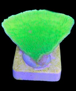 Alternative view of Montipora Capricórnio Kryptonita M