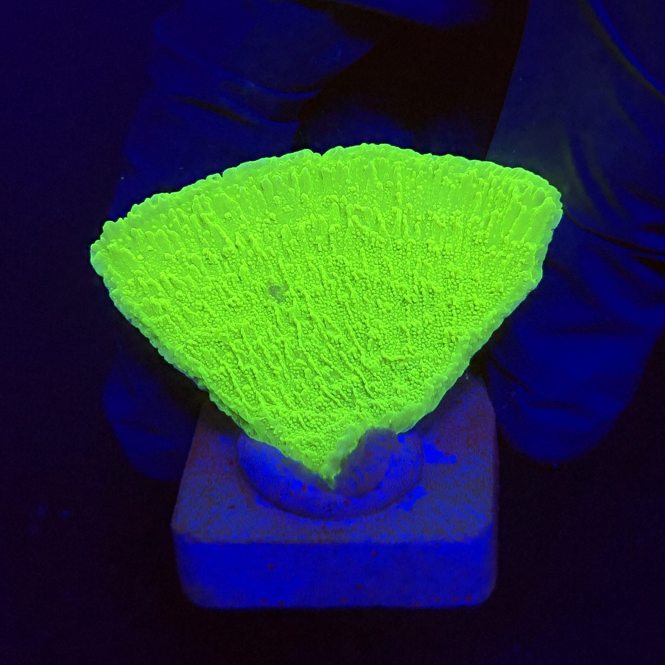 Montipora Capricórnio Kryptonita M