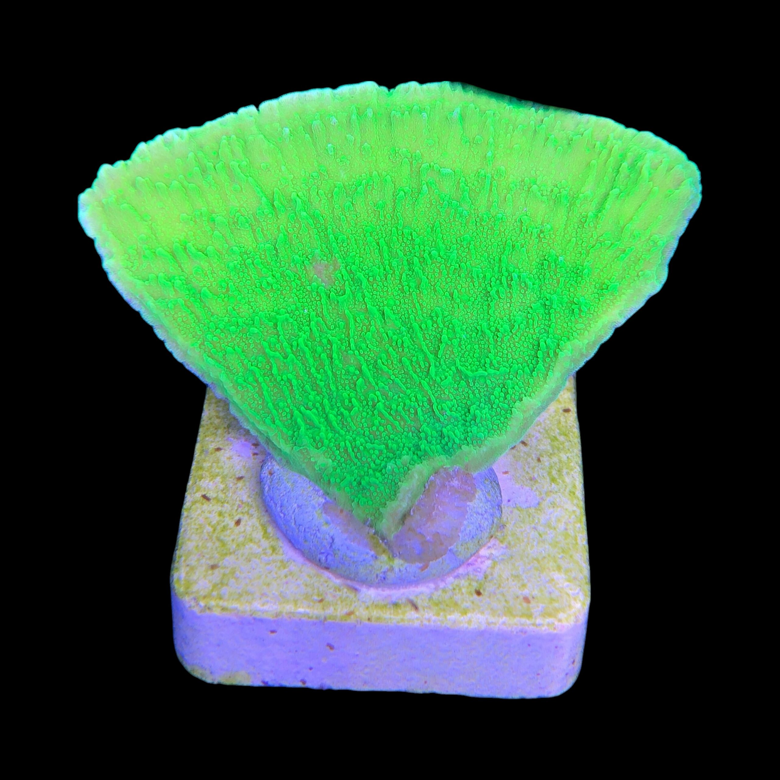 Montipora Capricórnio Kryptonita M - Imagem 2