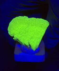 Montipora Capricórnio Kryptonita M