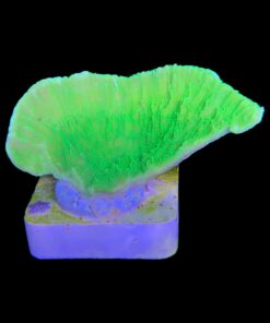 Alternative view of Montipora Capricórnio Kryptonita M