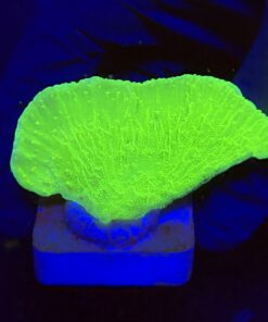 Montipora Capricórnio Kryptonita M