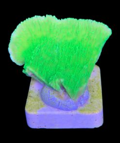 Alternative view of Montipora Capricórnio Kryptonita M