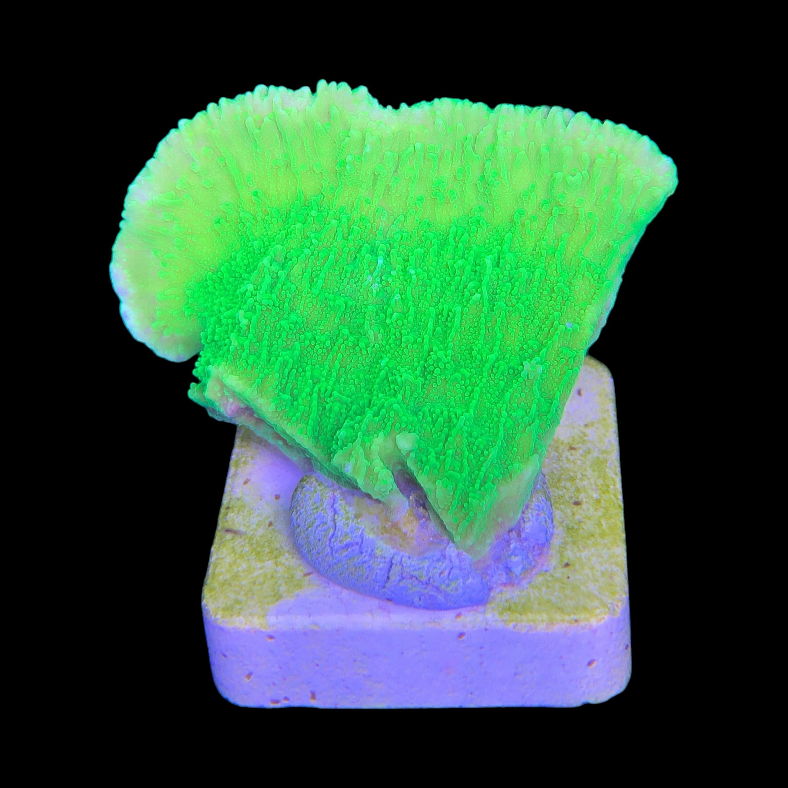 Montipora Capricórnio Kryptonita M - Imagem 2