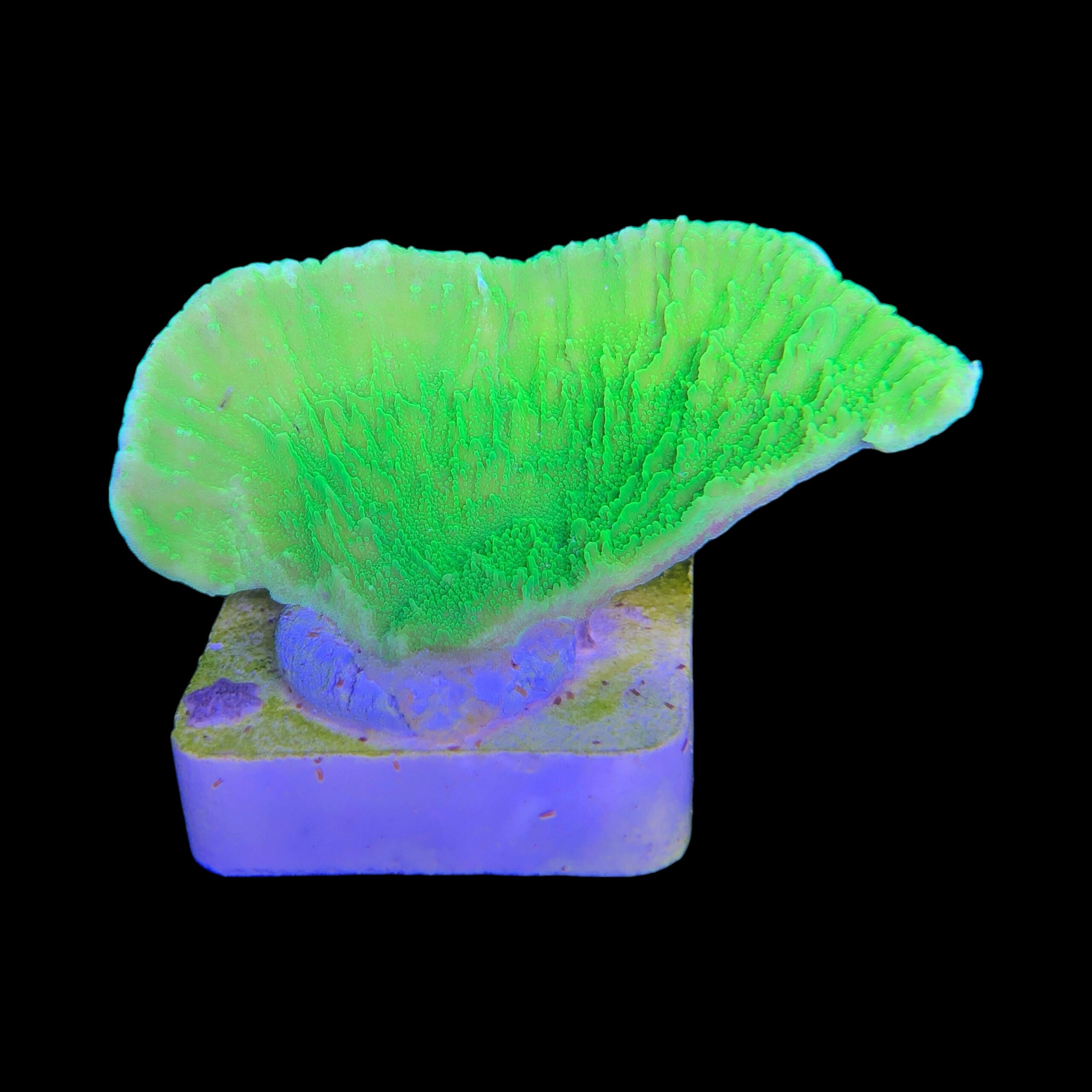 Montipora Capricórnio Kryptonita M - Imagem 2
