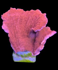 Alternative view of Montipora Capricórnio Laranja G