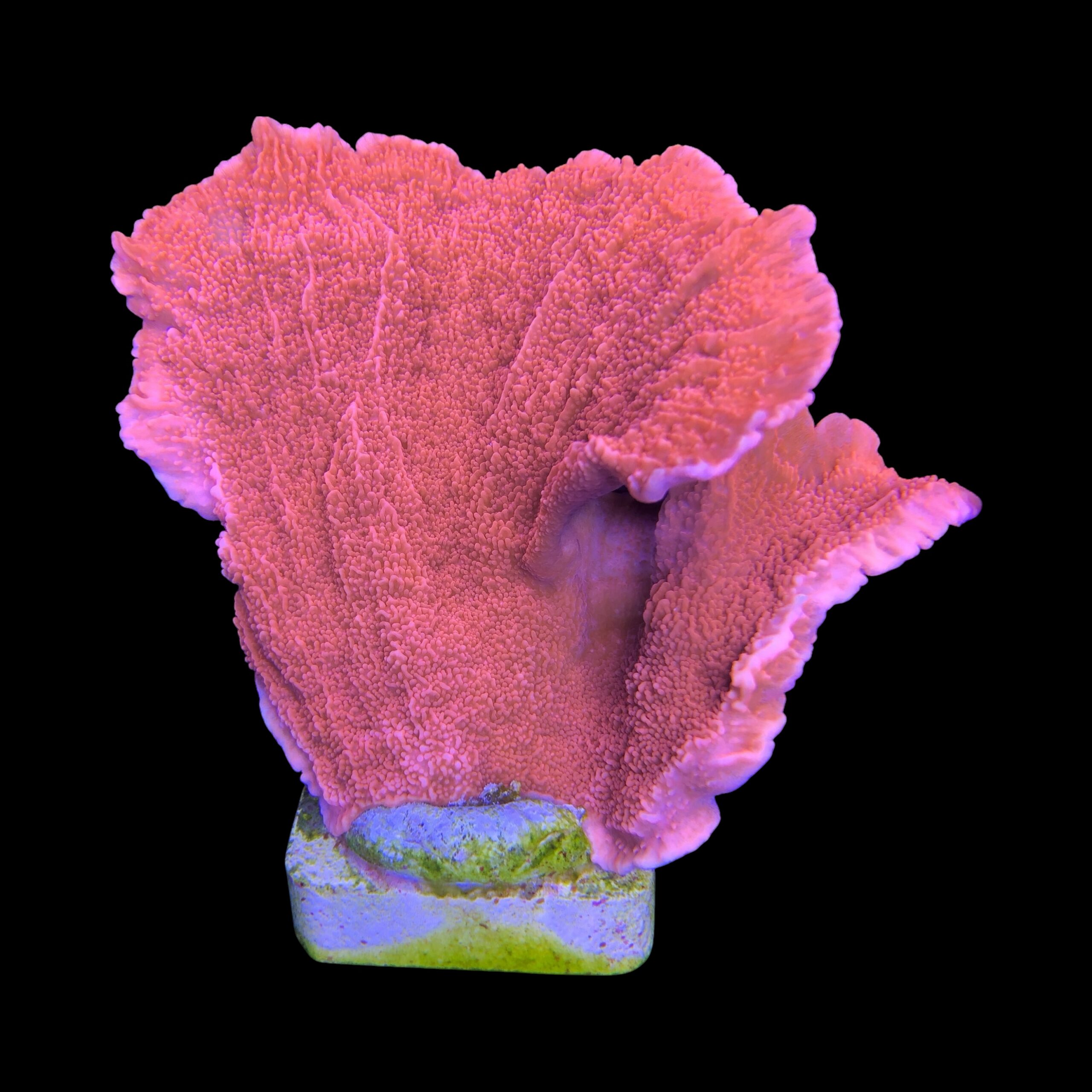 Montipora Capricórnio Laranja G - Imagem 2