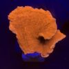 Montipora Capricórnio Laranja G