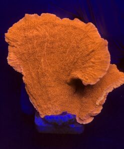 Montipora Capricórnio Laranja G