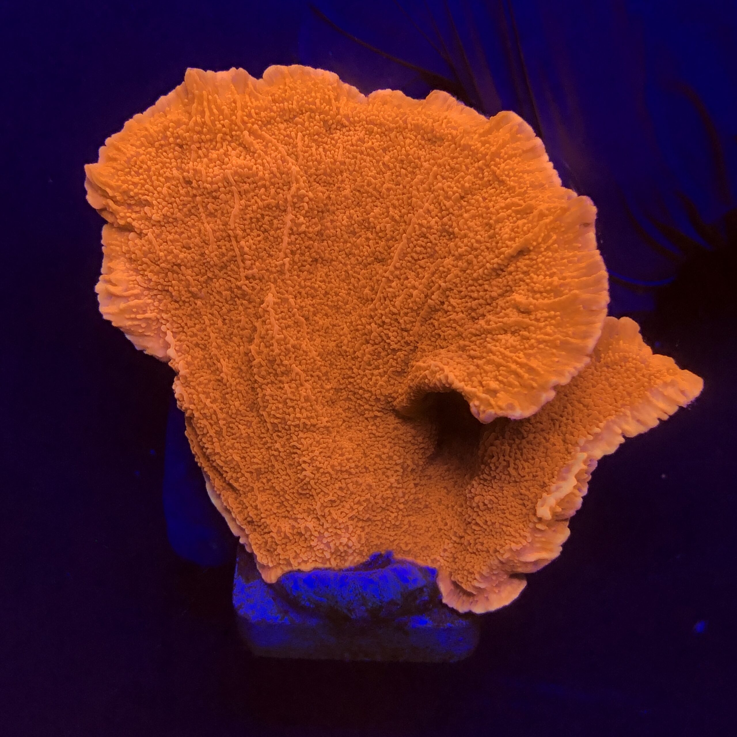Montipora Capricórnio Laranja G