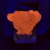 Montipora Capricórnio Laranja M