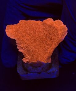 Montipora Capricórnio Laranja M