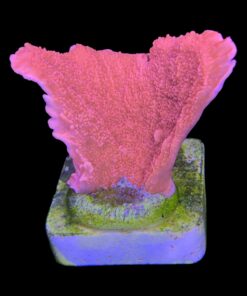Alternative view of Montipora Capricórnio Laranja M