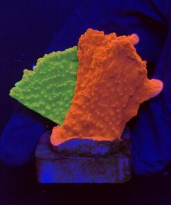Montipora Capricornio Grafted M