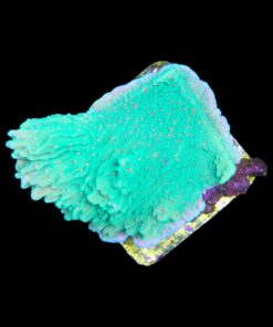 Alternative view of Montipora Chili Pepper M
