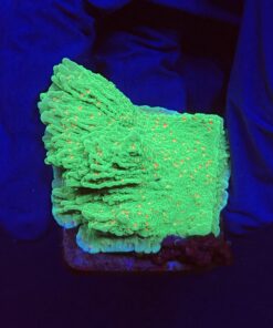Montipora Chili Pepper M