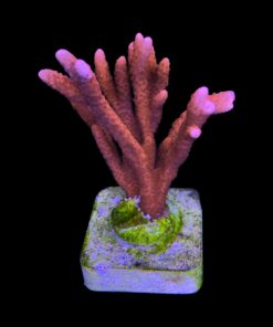 Montipora Digitada Laranja M