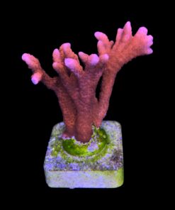 Montipora Digitada Laranja M